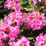 RHODODENDRON - RHODODENDRON SPP - QUESTION 1705
